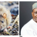 Preventable, Yet Deadly: Why Lassa Fever, Diphtheria Are Still Killing Nigerians