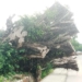 25-Year-Old Calabar Trees Pose Threat To Residents 5 25-Year-Old Calabar Trees Pose Threat To Residents