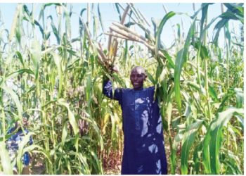 Jigawa, SASAKAWA Collaboration Uplifts Rural Farmers