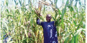 Jigawa, SASAKAWA Collaboration Uplifts Rural Farmers 3 Jigawa, SASAKAWA Collaboration Uplifts Rural Farmers