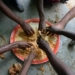 Nigeria Tops Africa With 36.3m People Facing Severe Food Insecurity — AGRA