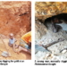 Nigeria’s Deadly Mining Pits: Who Profits While Miners Die? 5 Nigeria’s Deadly Mining Pits: Who Profits While Miners Die?