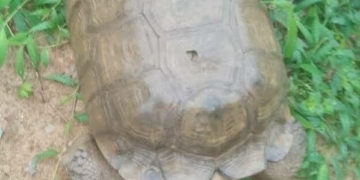 420-year Age Claim For Late Tortoise Draws Controversy 4 420-year Age Claim For Late Tortoise Draws Controversy