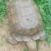 420-year Age Claim For Late Tortoise Draws Controversy