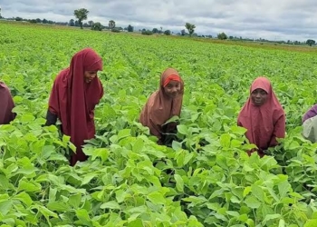 Bauchi Stakeholders  WANT   SUSTAINABLE ACCESS TO Farmland  For Women, Youths