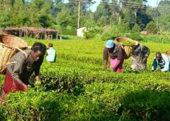 UN To FG: Invest In Women Farmers To Save Nigeria From Food Crisis