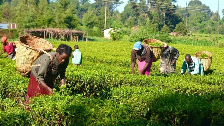 UN To FG: Invest In Women Farmers To Save Nigeria From Food Crisis 1 images 2026 09 02T070647.697