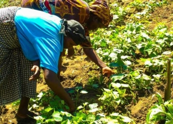 Varsity Don Wants Land Rights, Better Credit For Women Farmers