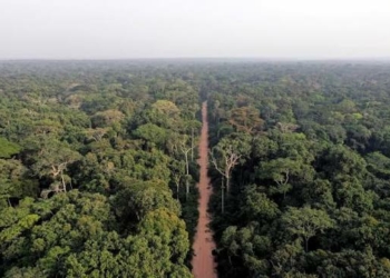 Africa’s Forests Can Drive $30trn Bioeconomy By 2050 – Stakeholders