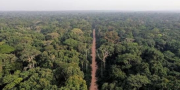Africa’s Forests Can Drive $30trn Bioeconomy By 2050 – Stakeholders