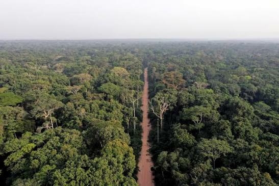 Africa’s Forests Can Drive $30trn Bioeconomy By 2050 – Stakeholders 1 images 2026 09 10T065355.502