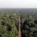 Africa’s Forests Can Drive $30trn Bioeconomy By 2050 – Stakeholders 5 Africa’s Forests Can Drive $30trn Bioeconomy By 2050 – Stakeholders