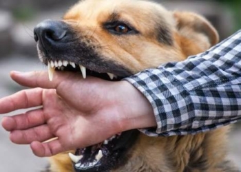 World Rabies Day: 10 Things Everyone Should Know About Rabies