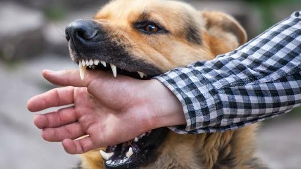 World Rabies Day: 10 Things Everyone Should Know About Rabies