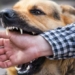 World Rabies Day: 10 Things Everyone Should Know About Rabies 5 World Rabies Day: 10 Things Everyone Should Know About Rabies