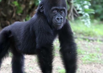 Customs Repatriates Baby Gorilla After 3 Years In Nigeria