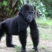 Customs Repatriates Baby Gorilla After 3 Years In Nigeria