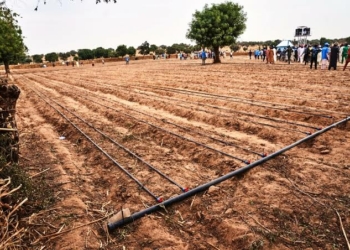 River Basin Authority Empowers 1,000 Youths As Irrigation Champions In Kano, Others