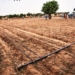 River Basin Authority Empowers 1,000 Youths As Irrigation Champions In Kano, Others 5 River Basin Authority Empowers 1,000 Youths As Irrigation Champions In Kano, Others