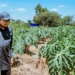 Nigeria Targets Food Sovereignty, Adopts Ethiopia’s Agribusiness Model — Shettima