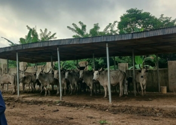 Oyo Agency Impounds 20 Cows Over Alleged Farm Crops Destruction