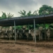 Oyo Agency Impounds 20 Cows Over Alleged Farm Crops Destruction 5 Oyo Agency Impounds 20 Cows Over Alleged Farm Crops Destruction
