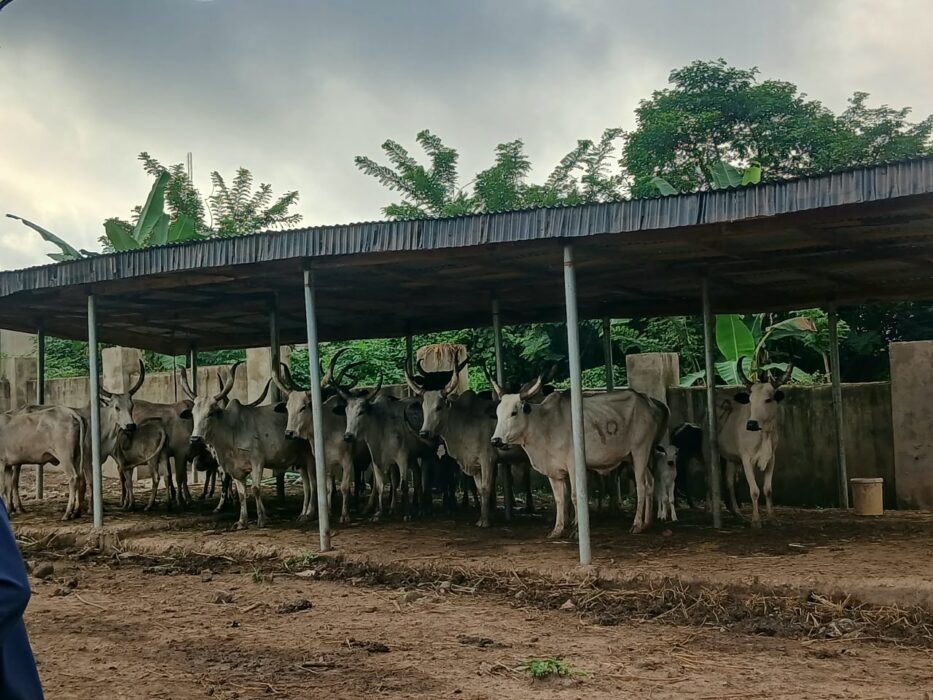 Oyo Agency Impounds 20 Cows Over Alleged Farm Crops Destruction