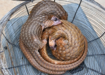 Customs Foils Wildlife Trafficking, Intercepts 3 Live Pangolins In Ogun