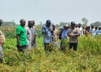 Food Security: Stakeholders Test Improved Crop Varieties