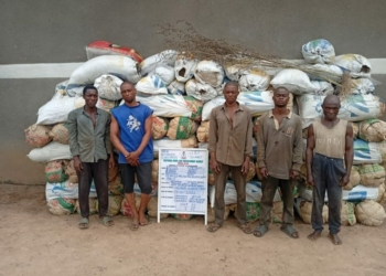 NDLEA Intercepts Saudi-bound Cannabis, Seizes N7bn Tramadol At Lagos Port