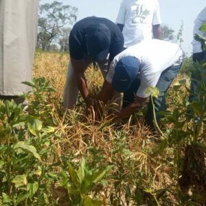 BoA Targets 3m Tonnes Of Ginger Production In 5 Years