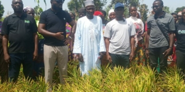 BoA Targets 3m Tonnes Of Ginger Production In 5 Years