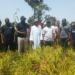 BoA Targets 3m Tonnes Of Ginger Production In 5 Years 4 BoA Targets 3m Tonnes Of Ginger Production In 5 Years