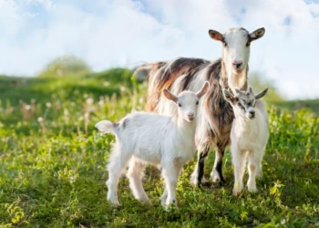 Police Arraign Three Men For Stealing Goats In Ekiti