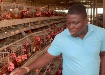 Swine Fever, Vaccine Shortage Threaten Livestock Investment — Edo Farmer