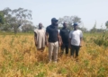 3 Years After Blight Outbreak, BOA Projects $3bn Ginger Economy