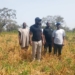 3 Years After Blight Outbreak, BOA Projects $3bn Ginger Economy 4 3 Years After Blight Outbreak, BOA Projects $3bn Ginger Economy