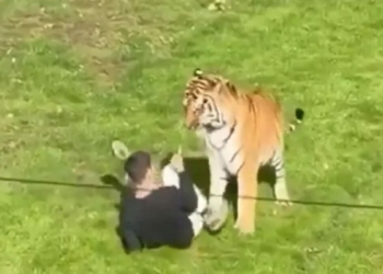 Man Seriously Injured After Tiger Attack at UK Wildlife Park
