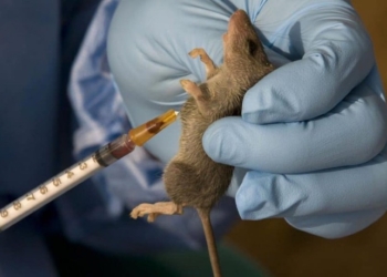 Anambra Steps Up Surveillance After Confirming Lassa Fever Case