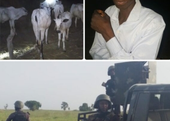 Troops Rescue Kidnap Victim, Recover 18 Rustled Cattle, Arrest Drug Peddlers In Kebbi