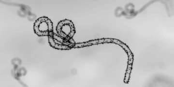 Ebola: 5 Things To Know About Bundibugyo Strain As Nigeria Confirms First Case