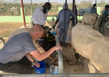 Dairy Production Programme Trains 61,000 SmallHolders Farmers In 6 Years