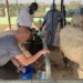 Dairy Production Programme Trains 61,000 SmallHolders Farmers In 6 Years 4 Dairy Production Programme Trains 61,000 SmallHolders Farmers In 6 Years