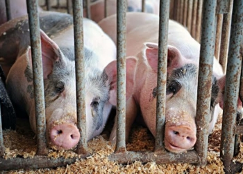 Agency Seals Pig Farm Over Environmental Law