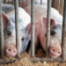 Agency Seals Pig Farm Over Environmental Law