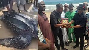 NESREA Rewards Lagos Chief For Stopping Killing Of Endangered Turtle