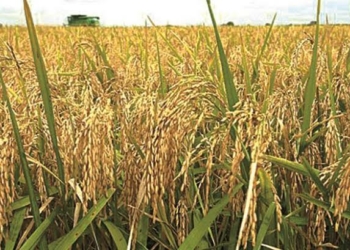 Why We Embraced Rice Farming In Ogun – Northern Youths