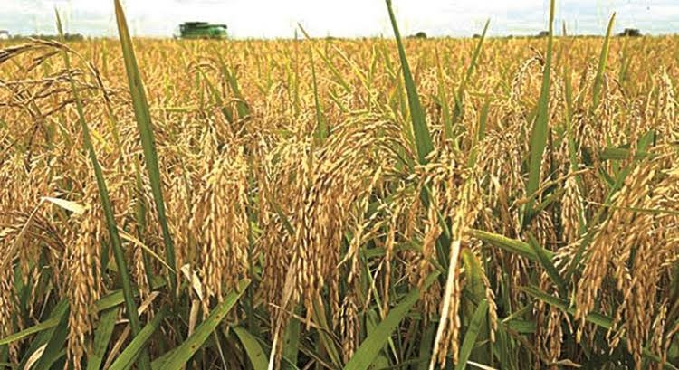 Why We Embraced Rice Farming In Ogun – Northern Youths 1 images 2026 10 19T061408.104