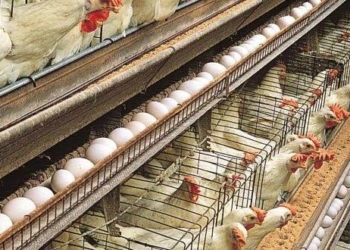 Stakeholders Move To Make Poultry Farming More Attractive