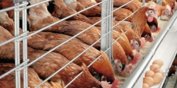 Stakeholders Back Federal Policy To Reduce Poultry Feed Costs